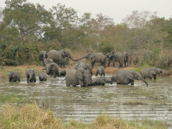 01 troupeau d une trentaine d elephants.JPG